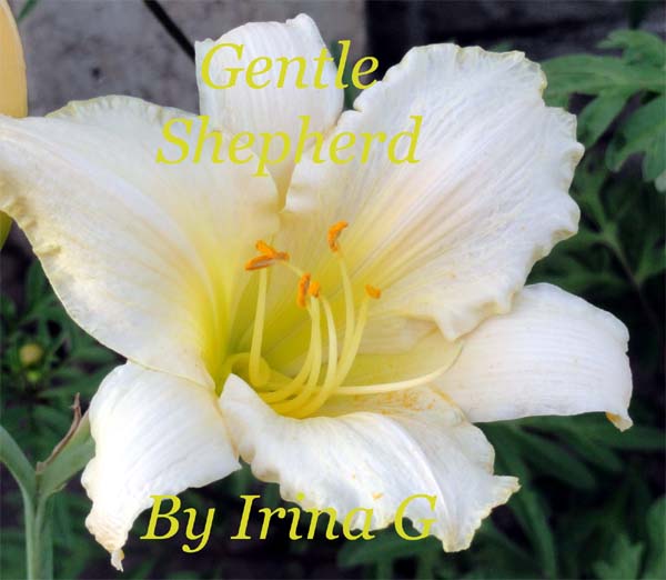 Gentle Shepherd1 .jpg
