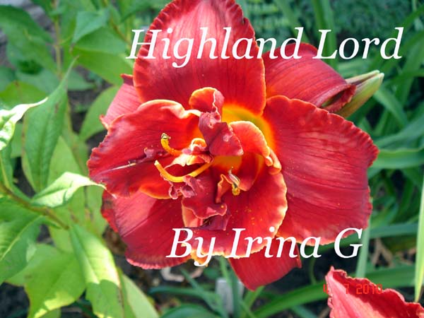 Highland Lord.jpg