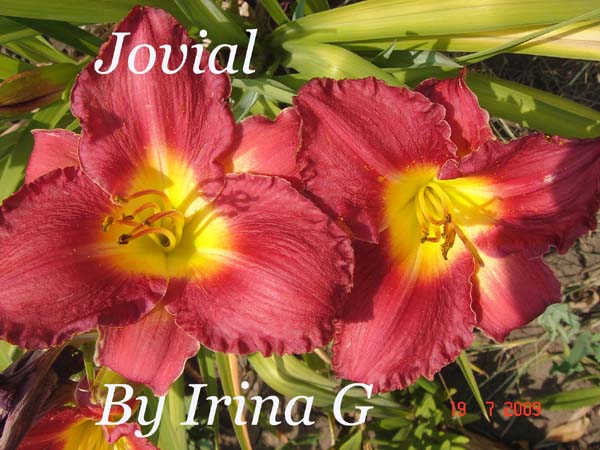 Jovial.jpg