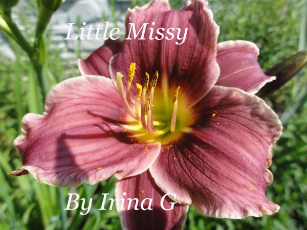 Little Missy.jpg
