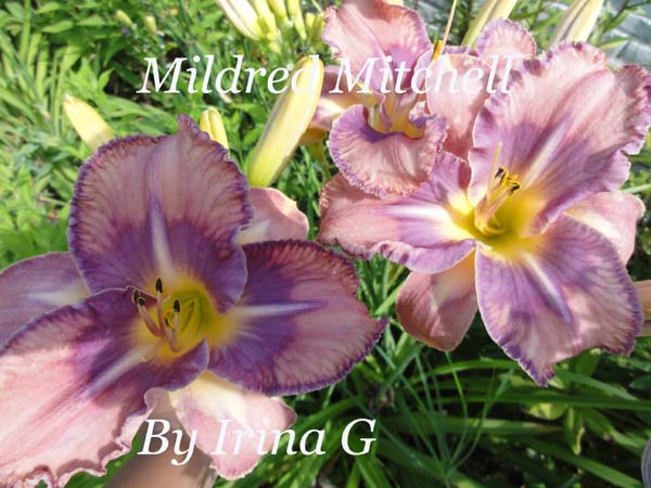 Mildred Mitchell.jpg