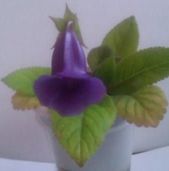 IMAG0095.jpg