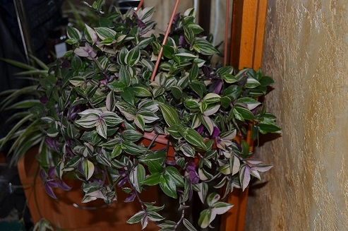 DSC_0626.JPG
