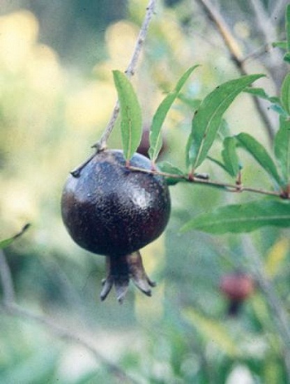 Punica_granatum_Eight_Ball_fruit.jpg