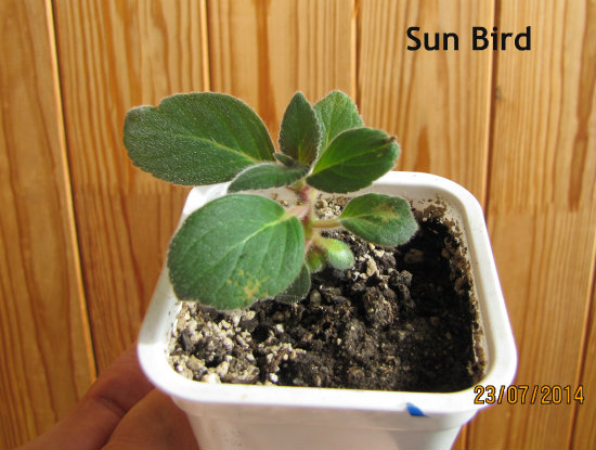 Sun B..jpg