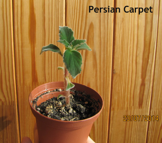 Pers. Carpet.jpg