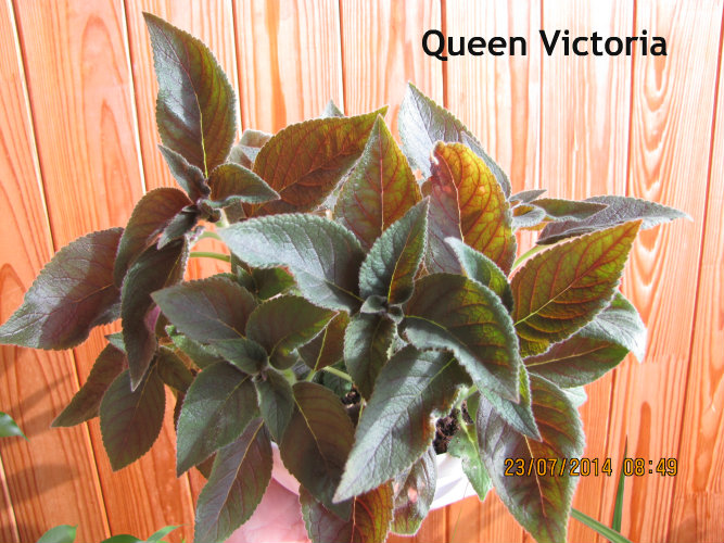Queen V.jpg