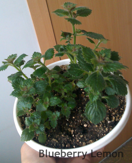 Blueberry L.jpg