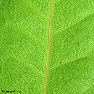 ficus-cyathistipula4.jpg