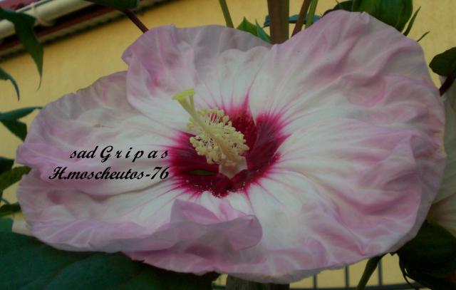 № 76, сеянец.jpg