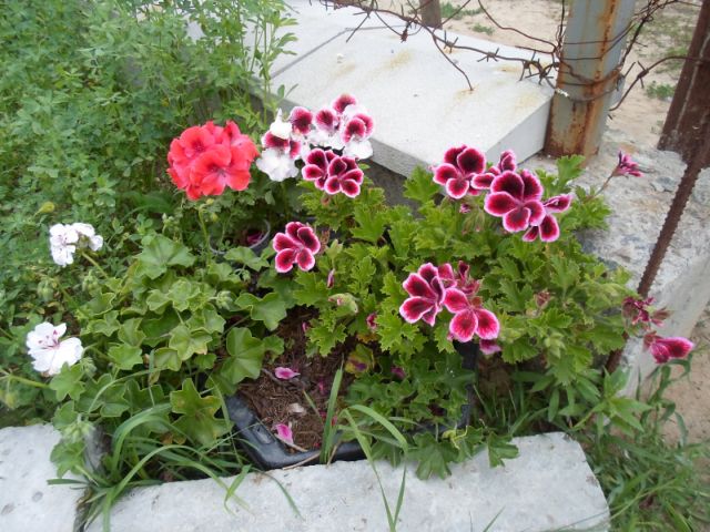 SAM_0724.jpg