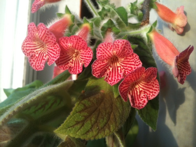 Kohleria peridots mango martini.jpg