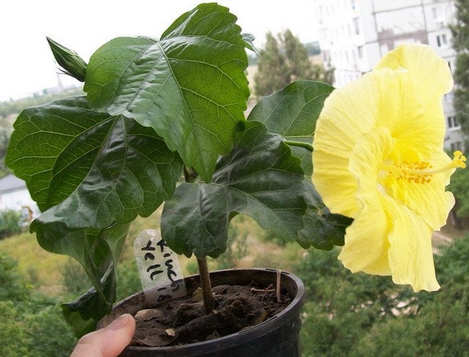 Kinchen's Yellow1.jpg
