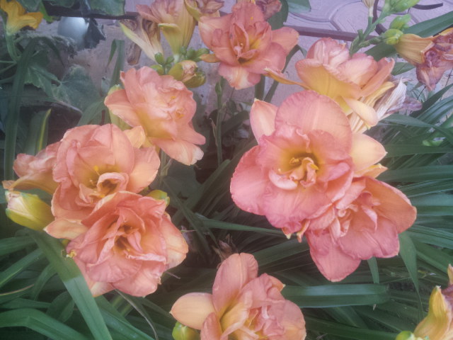 20140703_085817.jpg