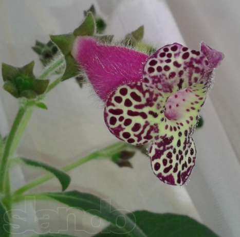 Kohleria Lono.jpg