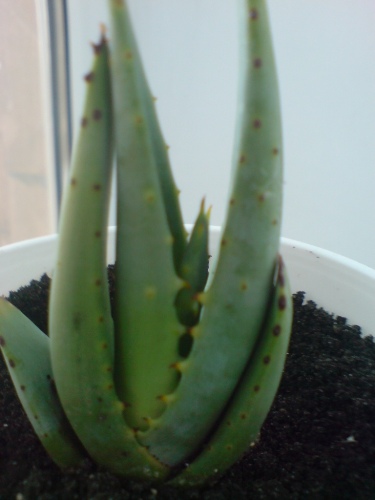 Aloe marlothii.jpg