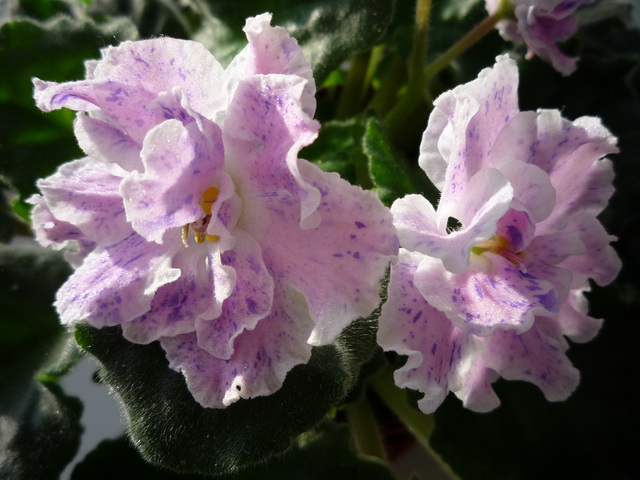 P1020192.JPG