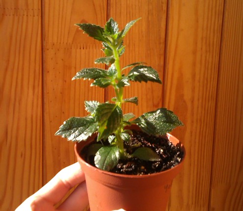 IMAG0943.jpg