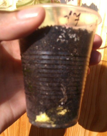 IMAG0938.jpg
