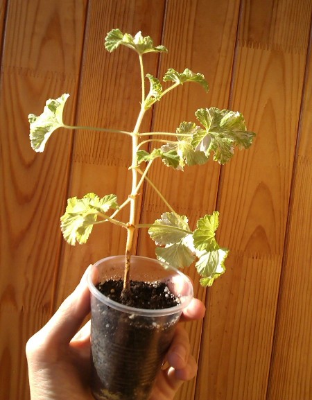 IMAG0939.jpg