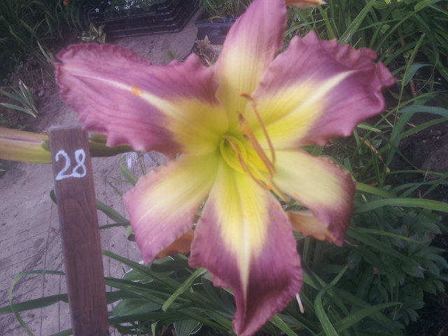 20140705_113622.jpg
