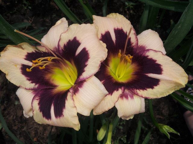 20130601_165652.jpg