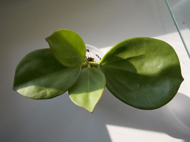 DSCN5939.jpg