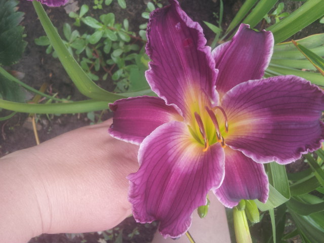 20140618_113451.jpg
