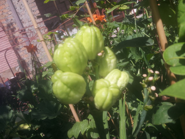 20140727_123945.jpg