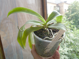 Phalaenopsis mannii 'Mahagoni'2.jpg