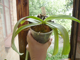 Phalaenopsis mannii 'Mahagoni' .jpg