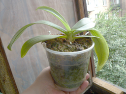 PHALAENOPSIS MANNII 'BLACK'2.jpg