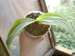 PHALAENOPSIS MANNII 'BLACK.jpg