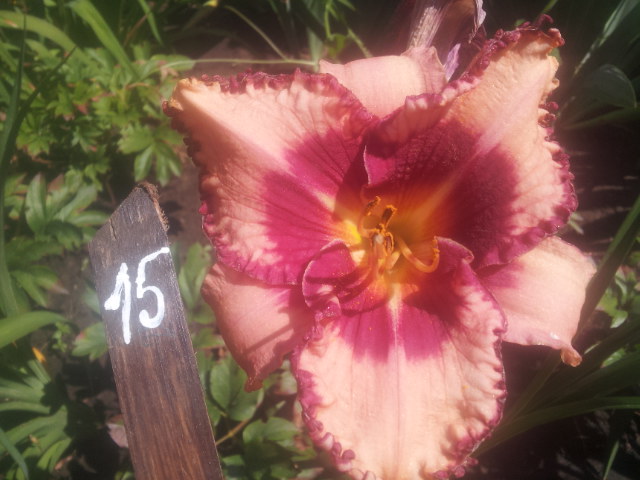 20140705_104755.jpg