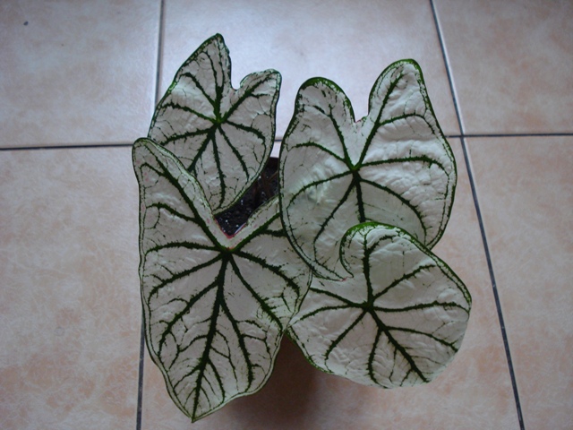 DSC08019.JPG