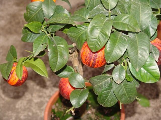 Ornamentali09.JPG