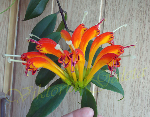 DSCN5937.jpg