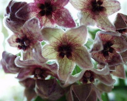 Chlorantha var.Tutuilensis.jpg