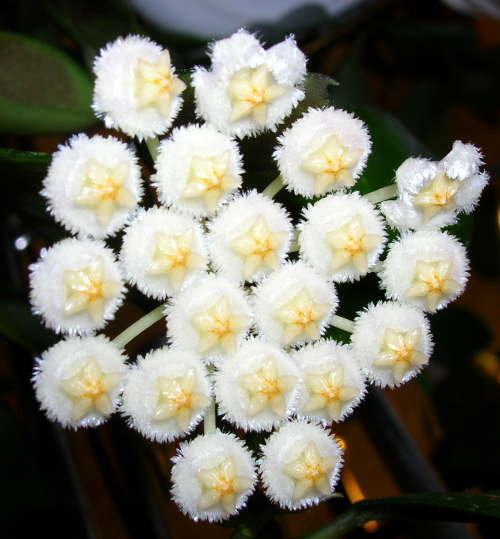 Hoya lacunosa.jpg