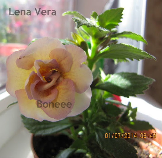 Lena vera1.jpg