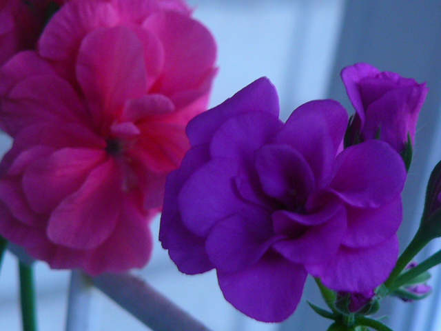 P1100549.JPG