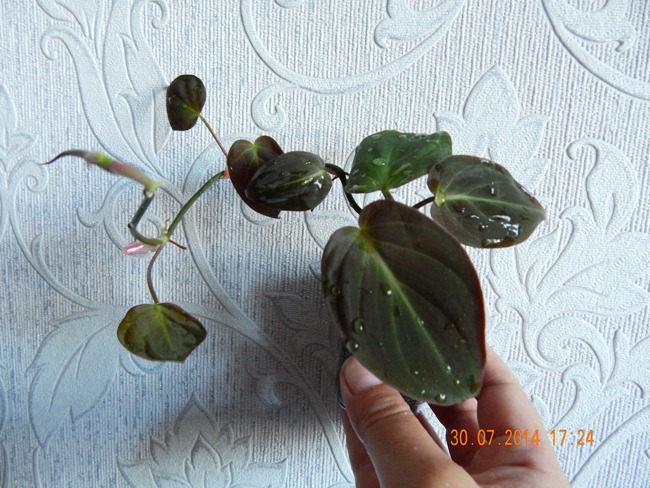 DSCN2688.JPG