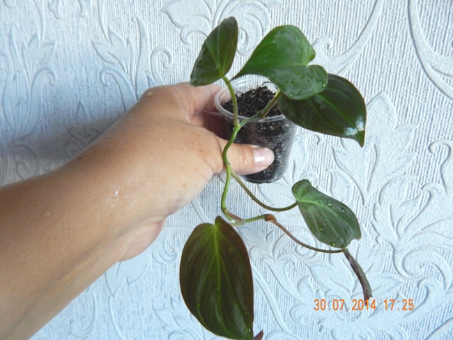 DSCN2689.JPG