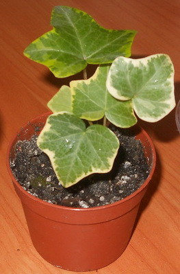 DSCN3532.JPG