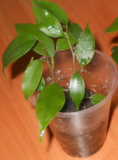 DSCN3530.JPG
