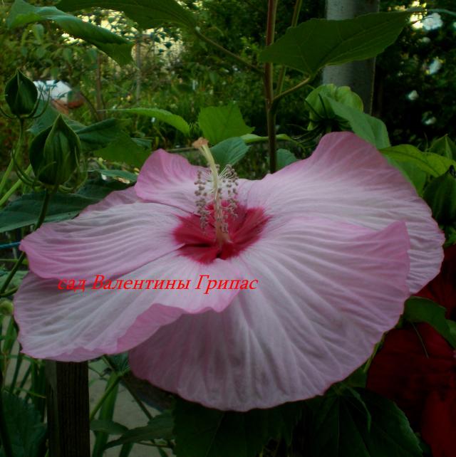 сеянец.jpg