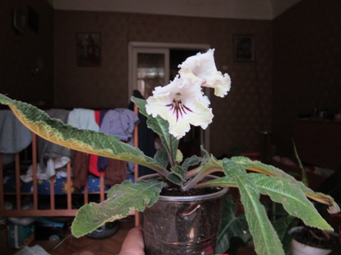 IMG_1299.JPG