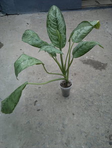 ramdisk_crop_97092647_20YAspU.jpg