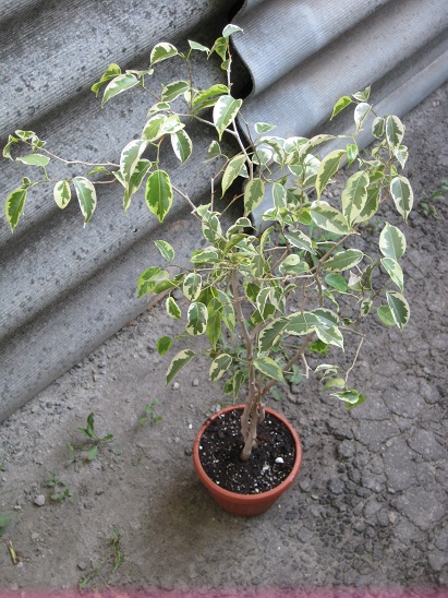 фикус Кинки.jpg