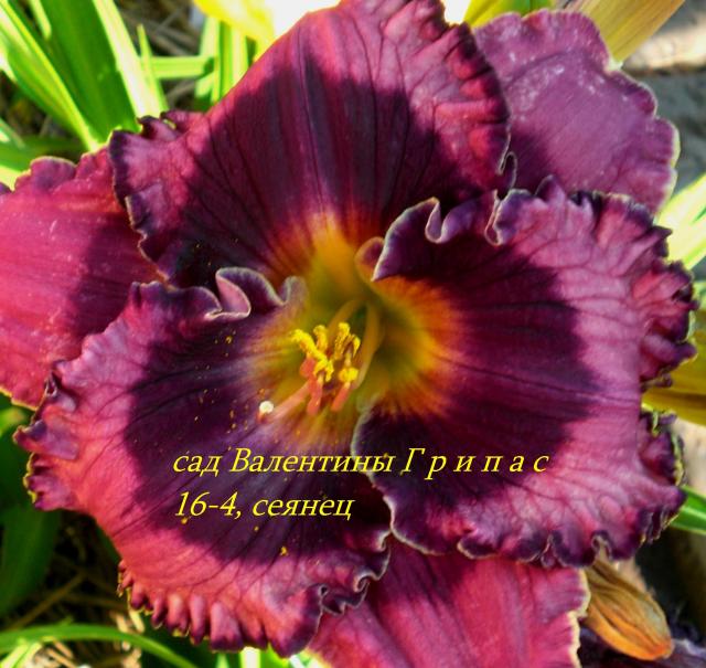 16-4, сеянец.jpg